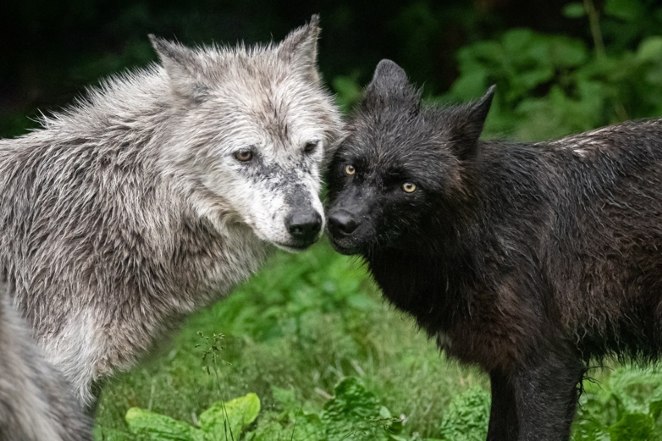Pour l'amour de la nature et des loups | Laval en Famille Magazine | Magazine locale Familiale 