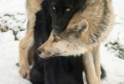 Pour l'amour de la nature et des loups